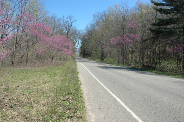 April 7, 2012 Red Bud Blossoms