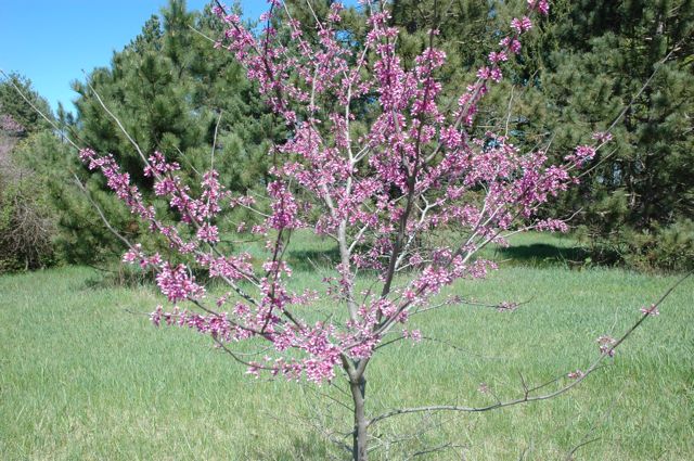 April 7, 2012 Red Bud Blossoms