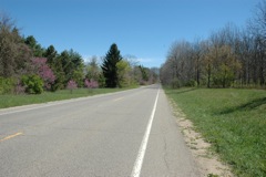 April 7, 2012 Red Bud Blossoms