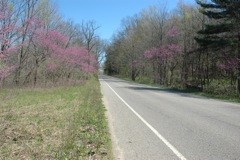 April 7, 2012 Red Bud Blossoms