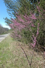 April 7, 2012 Red Bud Blossoms