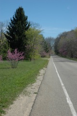 April 7, 2012 Red Bud Blossoms