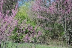 April 7, 2012 Red Bud Blossoms