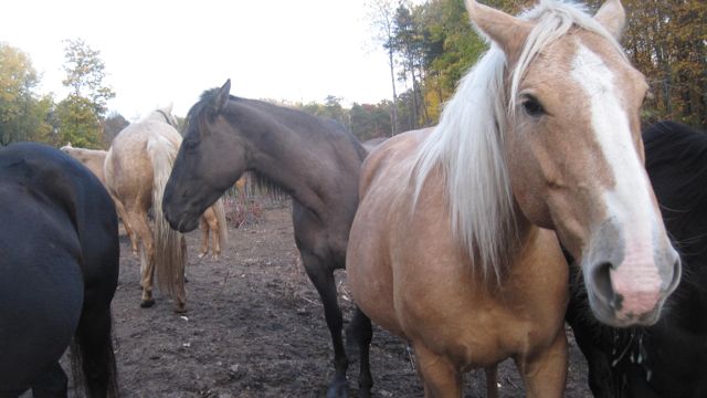 Oct 16 Horse Ride with Girls