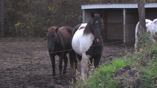 Oct 16 Horse Ride with Girls