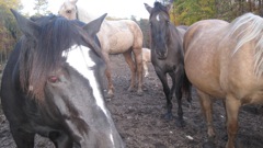 Oct 16 Horse Ride with Girls