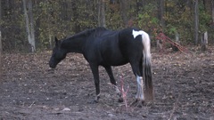 Oct 16 Horse Ride with Girls