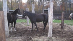 Oct 16 Horse Ride with Girls