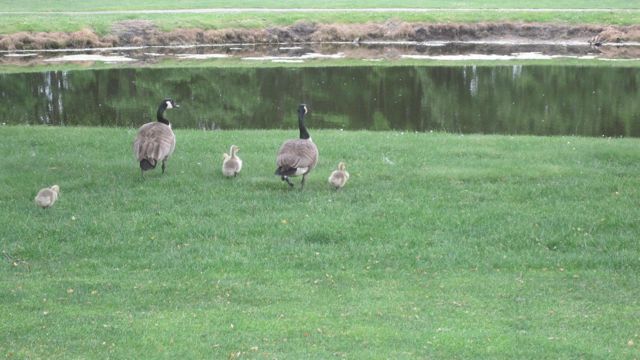 May 25 golf with girls