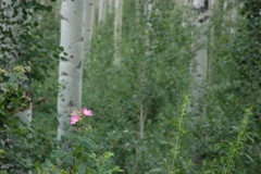 Aug 1 Colorado 2013 Day 5 Nikon