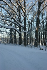 Jan 24 Snow at Home