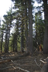 Aug 2 Hike Near Bend