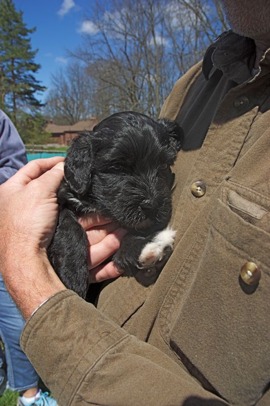 May 4 2014 Liz Puppies