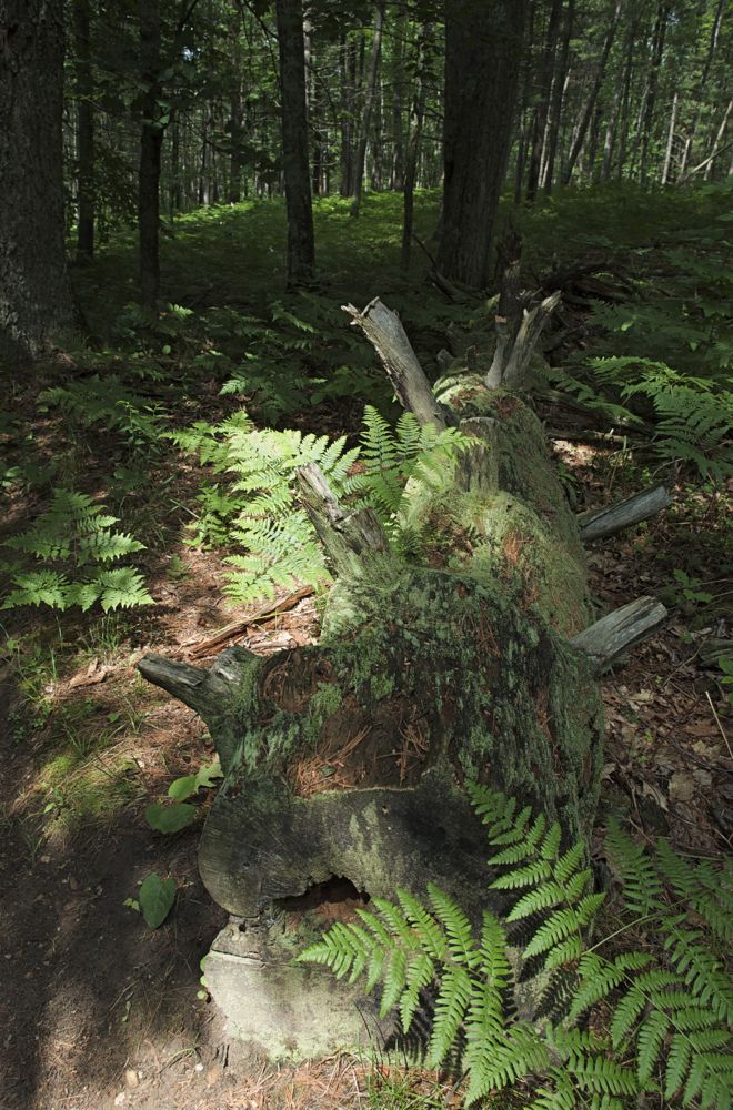 June 16 & 17 Hiking Manistee River