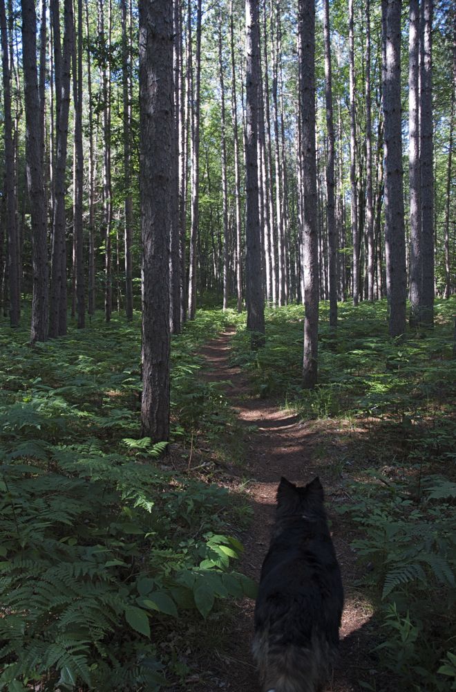 June 16 & 17 Hiking Manistee River