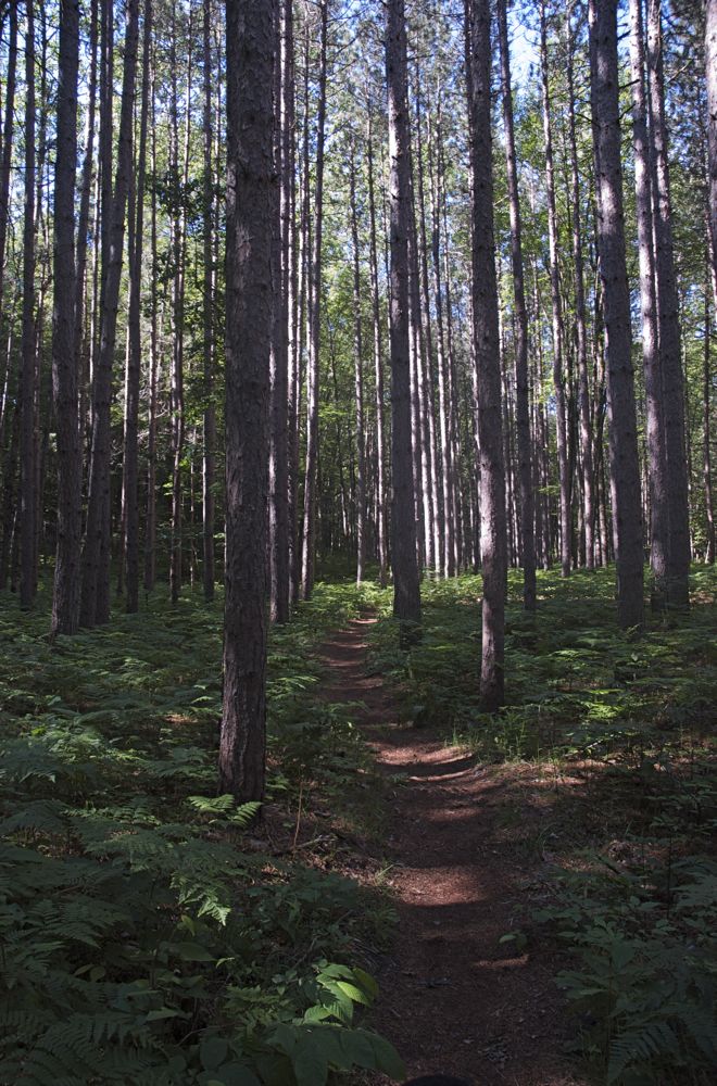 June 16 & 17 Hiking Manistee River