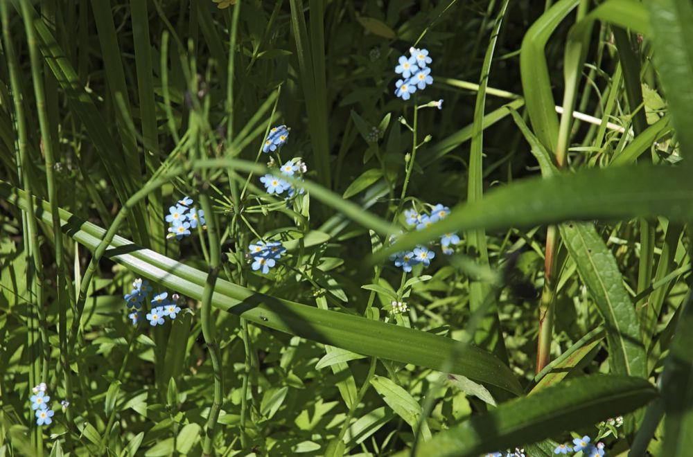 June 16 & 17 Hiking Manistee River