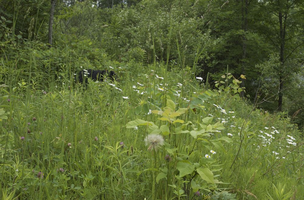 June 16 & 17 Hiking Manistee River