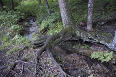 June 16 & 17 Hiking Manistee River