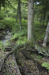 June 16 & 17 Hiking Manistee River