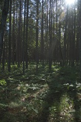 June 16 & 17 Hiking Manistee River