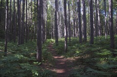 June 16 & 17 Hiking Manistee River