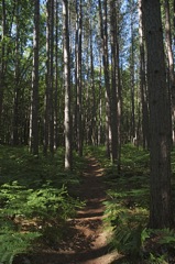 June 16 & 17 Hiking Manistee River