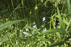 June 16 & 17 Hiking Manistee River