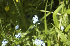 June 16 & 17 Hiking Manistee River