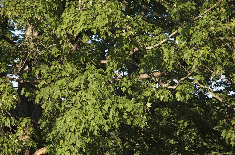 June 22 Tahquamenon