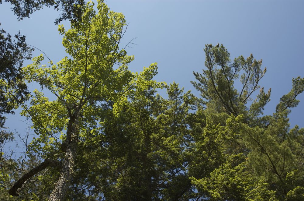 June 22 Tahquamenon