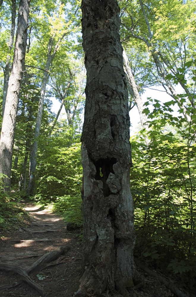 June 22 Tahquamenon