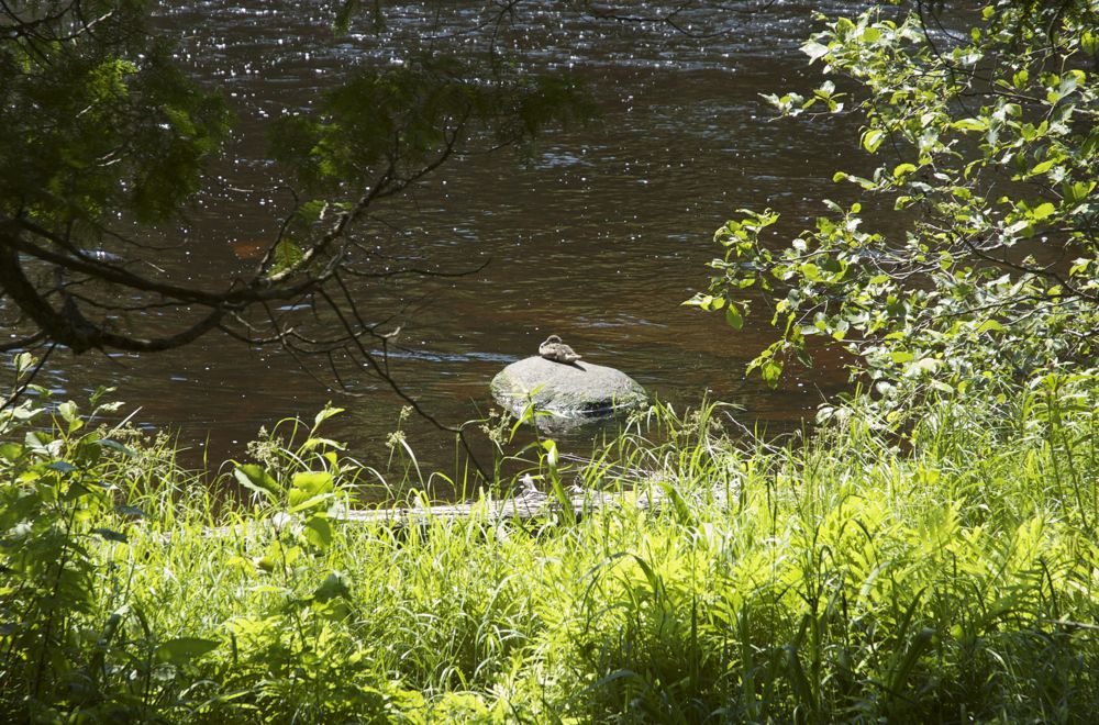 June 22 Tahquamenon